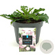 Scabiosa col. 'Pink Mist' GM 2,0L