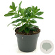 Sedum 'Carl' GM 2,0L