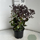 Sedum t. 'Flosechcho' GM 2,0L