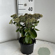 Sedum t. Seduction Pink Passion GM 2,0L
