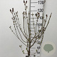 Syringa Dark Purple 60 cm stam 5,0L
