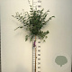 Syringa Dark Purple 90 cm stam 7,5L