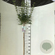 Syringa meyeri 'Palibin' 120 cm stam 7,5L