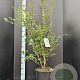 Syringa microphylla 'Superba' 100-125 cm 10L