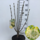 Syringa v. 'Primrose' 60-80 cm 7,5L