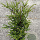 Taxus baccata 50-60 cm 5,0L
