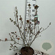 Viburnum burkw. 'Anne Russell' 60-80 cm 10L