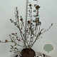 Viburnum burkw. 'Anne Russell' 60-80 cm 10L