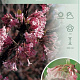 Viburnum bodn. 'Dawn' 60-80 cm 10L