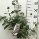 Viburnum burkwoodii 50-60 cm 5,0L