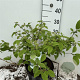 Viburnum plic. 'Mariesii' 50-60 cm 7,5L