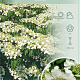 Viburnum plic. 'Mariesii' 50-60 cm 7,5L