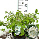 Viburnum plic. 'Mariesii' 50-60 cm 7,5L