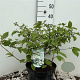 Viburnum plic. 'Mariesii' 50-60 cm 7,5L