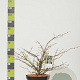Viburnum plic. 'Mariesii' 60-80 cm 12L