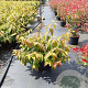 Viburnum plic. 'Mariesii' 60-80 cm 12L