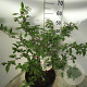 Viburnum plic. 'Mariesii' 60-80 cm 12L