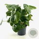 Farfugium japonicum giganteum 30-40 cm 3,0L