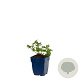 Geranium sanguineum GM  P11