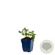 Geranium sanguineum GM  P11