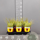 Acorus gramineus 'Ogon' GM 2,0L