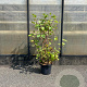 Cornus alba 'Sibirica' 80-100 cm 7,5L