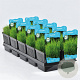 Eleocharis acicularis GM 2,0L
