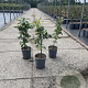 Fagus sylvatica 40-60 cm 3,5L