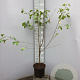 Frangula alnus 80-100 cm 5,0L