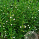 Gratiola officinalis GM 2,0L