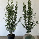 Ligustrum ovalifolium 100-125 cm 5,0L