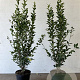 Ligustrum ovalifolium 100-125 cm 5,0L