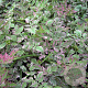 Oenanthe fistulosa 'Flamingo' GM 2,0L