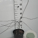 Prunus spinosa 60-80 cm 7,5L