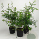 Prunus spinosa 60-80 cm 7,5L