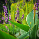 Thalia dealbata GM 2,0L