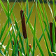 Typha laxmannii GM 2,0L