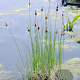Typha minima GM 2,0L