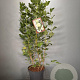 Viburnum opulus 'Roseum' 80-100 cm 7,5L