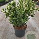 Euonymus jap. Marieke 40 cm 5,0L