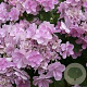 Hydrangea macrophylla 'You & Me Forever' 40-50 cm 10L