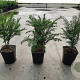 Taxus baccata 25-30 cm C1