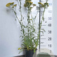 Achillea millefolium 'Terracotta' GM 2,0L