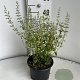 Calamintha nepeta GM 2,0L