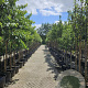 Malus d. 'Elstar' 10-12 HO container