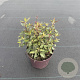 Agastache mexicana 30-40 cm 2,0L