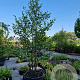 Alnus glutinosa 200-250 cm cont. 80L meerstammig