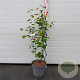 Amelanchier lamarckii 80-100 cm 7,5L