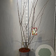Amelanchier lamarckii 80-100 cm 7,5L