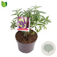 Buddleja d. 'Black Knight' 15-20 cm 3,0L